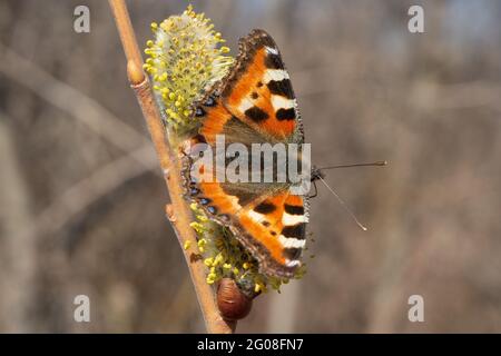 Butterfly urticaria closeup on a flower. Blooming willow. Spring. Stock Photo