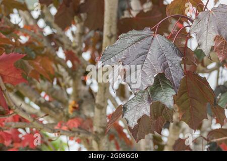 Norway Maple Crimson King leaf growing with daylight in late spring outdoors Stock Photo