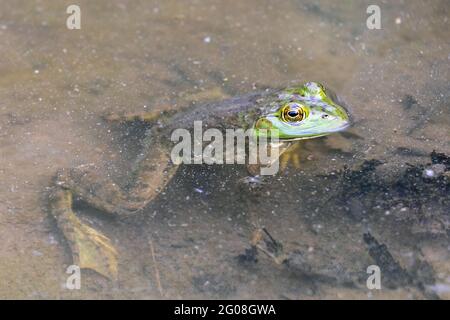 American bullfrog (Lithobates catesbeianus) sitting in an Iowa creek Stock Photo