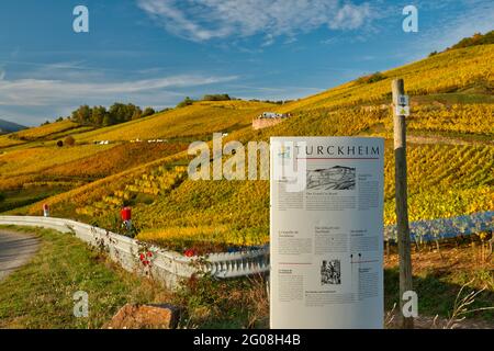 FRANCE, HAUT-RHIN (68), TURCKHEIM, GRAND CRU BRAND VINEYARD IN AUTUMN Stock Photo