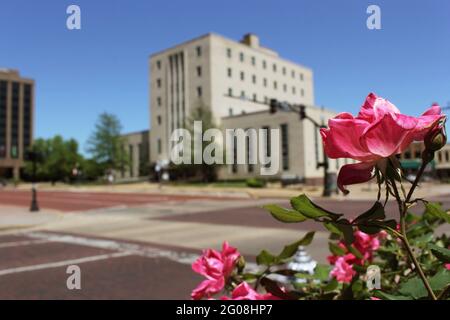 Pink Roses With Smith County Courthouse in Downtown Tyler, TX in Background Stock Photo