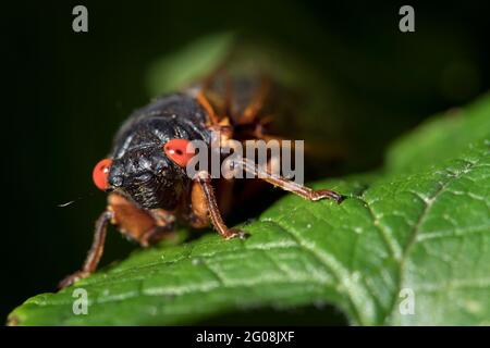 Close up detail of the face of a red eyed 17 year periodical cicada Stock Photo