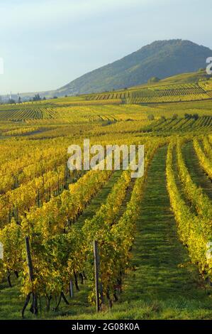 FRANCE. BAS-RHIN (67). SCHERWILLER. ORTENBOURG CASTLE Stock Photo - Alamy