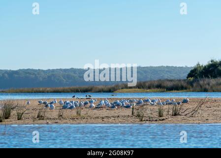 A flock of Silver Gulls resting and settling in for the evening at Lake Wollumbulla near Culburra on the New South Wales south coast of Austalia Stock Photo