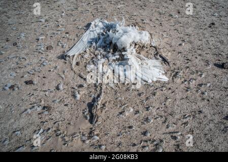 A dead tundra swan (Cygnus columbianus) lays in the dried mud of a former wetland in California. Stock Photo