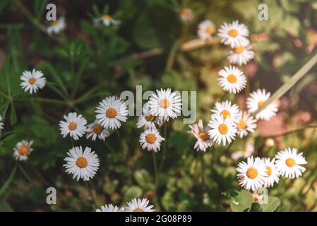 Daisies on a green grass in sunny day, selective focus. Stock Photo