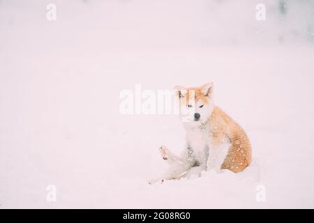 Beautiful Puppy Of Akita Dog Or Akita Inu, Japanese Akita Itches In Snow Snowdrift At Winter Day Stock Photo