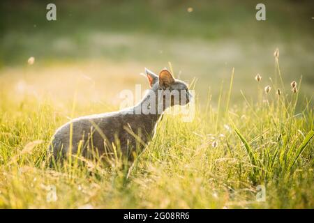 Young Gray Devon Rex Kitten Sitting In Green Grass. Short-haired Cat Of English Breed. Summer Sunset Sunlight Stock Photo