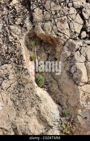 Sedum hispanicum, spanish stonecrop growing wild on a rock face in the Montsia mountain range near Amposta in Catalonia, Spain Stock Photo