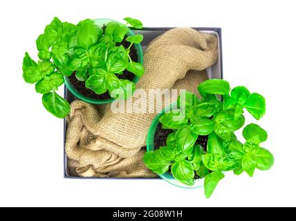 Two potted bushes of fresh sweet basil on a box with a sackcloth isolated on white. Top-view, copy space. Stock Photo