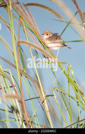 Australian Golden-headed Cisticola perched in a grass field looking round, checking for rivals at Tinaroo Dam, Yungaburra, Australia. Stock Photo