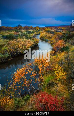 Colorful autumn foliage is surrounding a small river at Fokstumyra nature reserve, Dovre, Norway, Scandinavia. Stock Photo
