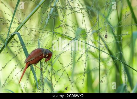 Single male Crimson finch perched and foraging on grass seed-heads on the Townsville Common, Queensland, Australia Stock Photo