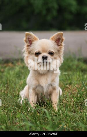 Long haired Chihuahua of light color sits in park on green grass and poses. Miniature fluffy pocket purebred dog. Small breed dog show. Stock Photo