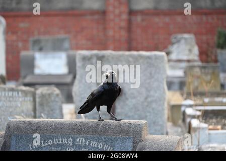 A little raven atop a grave in a cemetery, eating a piece of white bread Stock Photo
