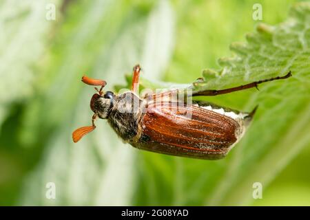 Cockchafer beetle also called a May bug (Melolontha melolontha, UK. A male insect Stock Photo