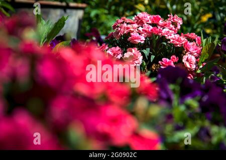 Potted carnations in bloom seen up close Stock Photo