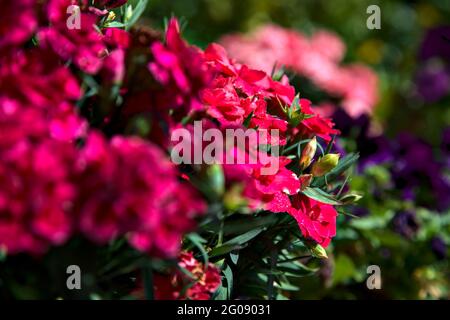 Potted carnations in bloom seen up close Stock Photo