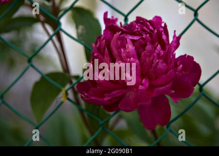Garnet peonies in bloom growing on a fence Stock Photo