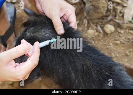 The dog was vaccinated by a syringe inserted under the skin, Rabies vaccination to pets Stock Photo