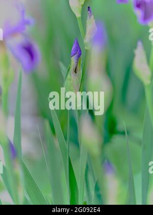 Purple iris flower bud emerging among green leaves with a soft blurred floral background. Stock Photo