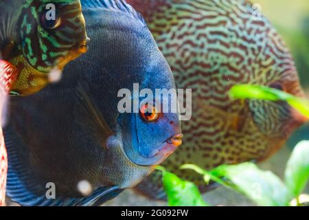 Colorful fish from the spieces Symphysodon discus in aquarium. Stock Photo