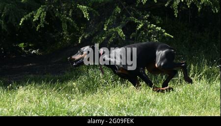 One beautiful Doberman running fast Stock Photo