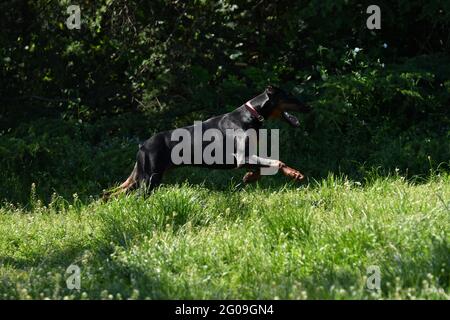 One beautiful Doberman running fast Stock Photo