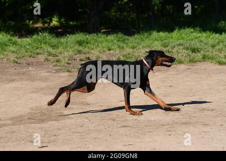 One beautiful Doberman running fast Stock Photo