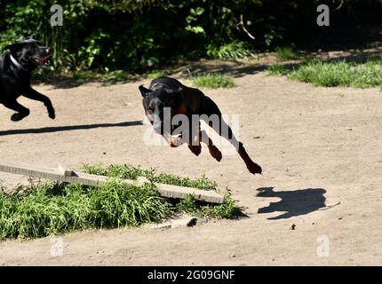 One beautiful Doberman running fast Stock Photo