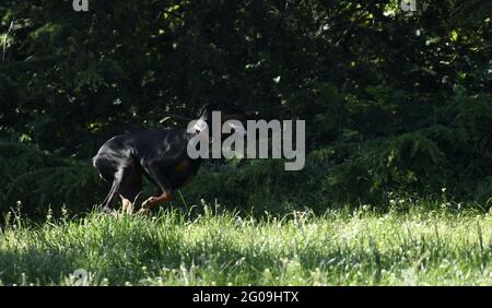 One beautiful Doberman running fast Stock Photo