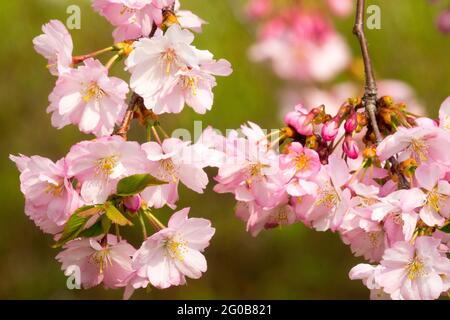 Pink cherry blossoms close up Japanese cherry Prunus Stock Photo