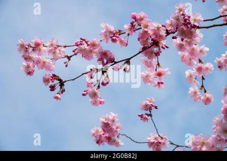 Cherry tree blossoms Pink Prunus branch against blue sky, spring Stock Photo
