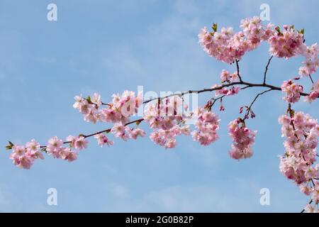 Prunus cherry tree branch blooming, pink blossoms Stock Photo