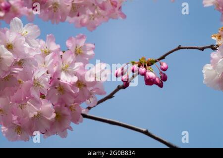 Cherry tree blossom, rose spring blooms on twigs Stock Photo