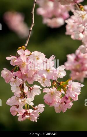 Japanese cherry tree blossoms Pink prunus blooms Stock Photo