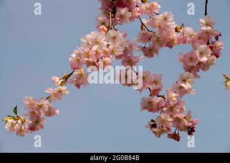 Japanese cherry Blossom Prunus Stock Photo