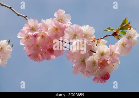 Japanese cherry Tree Blossom Pink prunus Flowers Pink,Japanese Prunus Cherry tree blossom on Branch Blossoms,Blooming Prunus subhirtella Rosebud Stock Photo