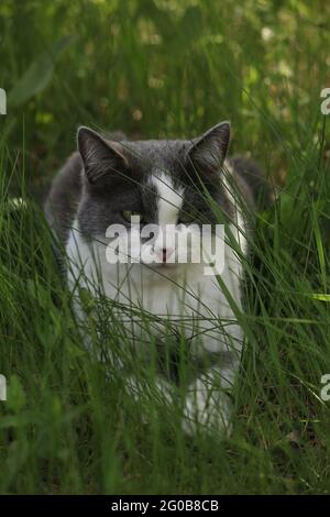 Portrait of a gray-white cat with green eyes in the green grass. A beautiful smoky cat lies in the grass outdoors, green eyes half-closed. Stock Photo