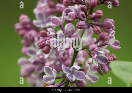 Opening buds of lilac close-up outdoors in raindrops. Texture of a bunch of lilacs with purple buds. Greeting card with floral design. Lilac flowers. Stock Photo