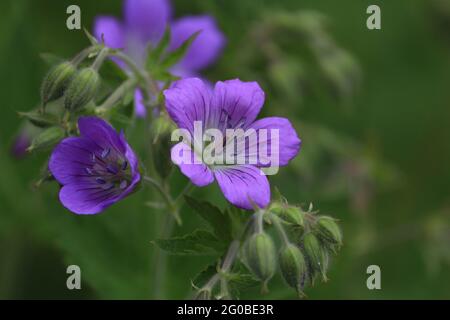 Geranium sylvaticum, wood crane's-bill, woodland geranium. Purple forest geranium flowers on a green background close-up outdoors in spring. Stock Photo