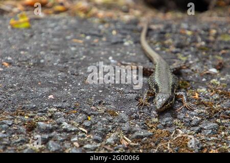 Head shot of a common wall lizard on a paved road with copy space, also called Podarcis muralis or mauereidechse Stock Photo