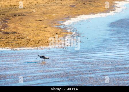 A Curlew Sandpiper (Calidris ferruginea), a migratory shorebird wading in Lake Wollumboola on the New South Wales south coast of Australia Stock Photo