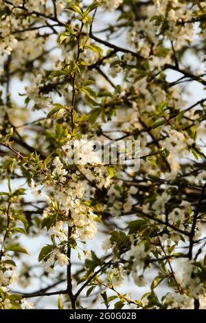 North star cherry tree blossoms in morning sunlight Stock Photo