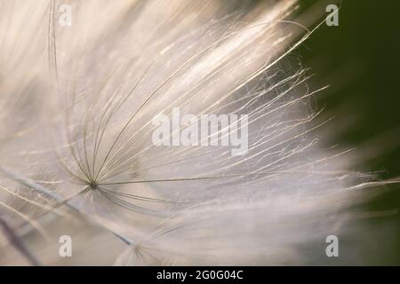 Selective focus of tilted bowl-shaped white dandelion flower with aerial parachutes on blurred natural background. Floral lace or wind currents. Botan Stock Photo