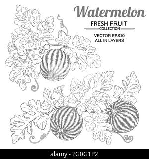 watermelon set on white background Stock Vector