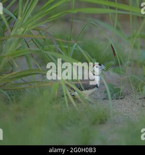 Double-barred Finch, Taeniopygia bichenovii foraging on the ground with a caterpillar feeding on a grass stalk on the Common in Townsville, Australia. Stock Photo
