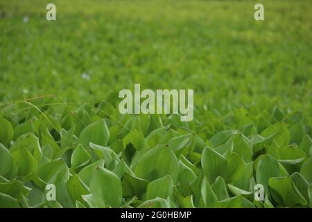 fresh green water hyacinth blocking water flow over canal in thailand Stock Photo