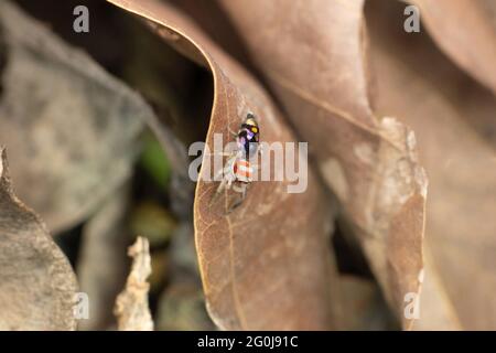 Female, Colorful Jumping spider, Chrysilla volupe, Satara, Maharashtra, India Stock Photo