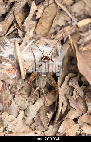 Field cricket insect, Satara, Maharashtra, India Stock Photo - Alamy